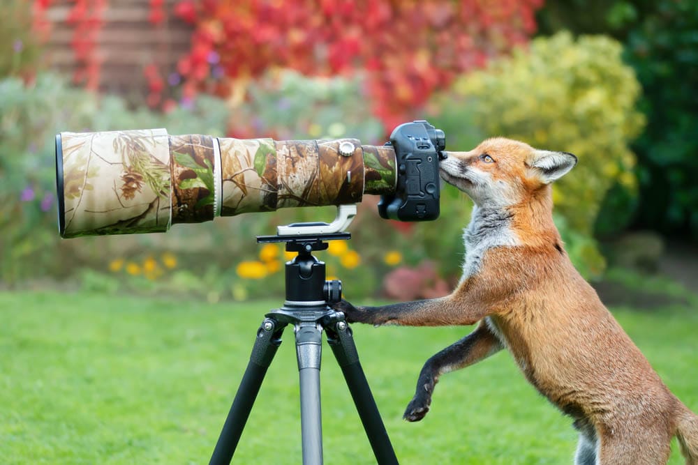 Close up of a red fox (Vulpes vulpes) curiously looking through a camera lens, United Kingdom.