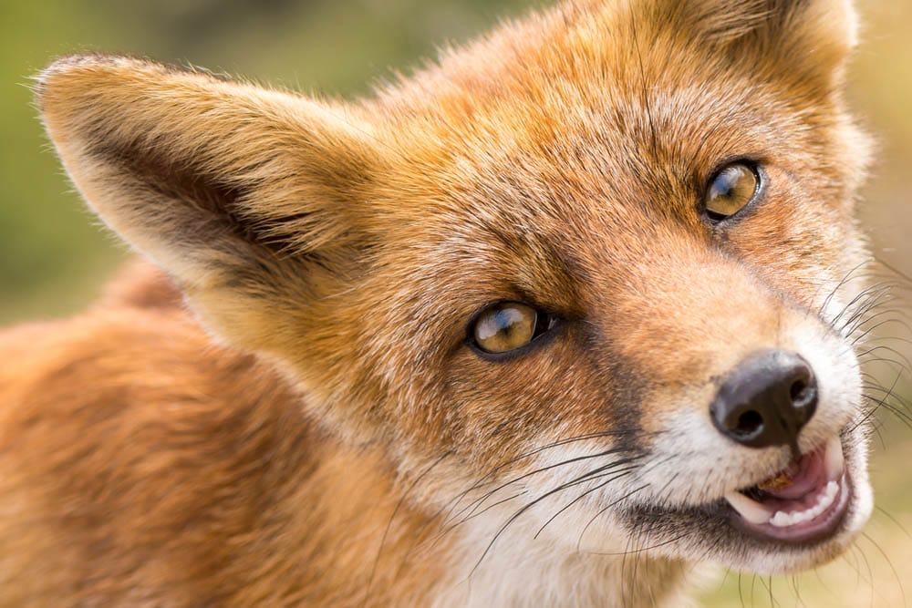 European red fox