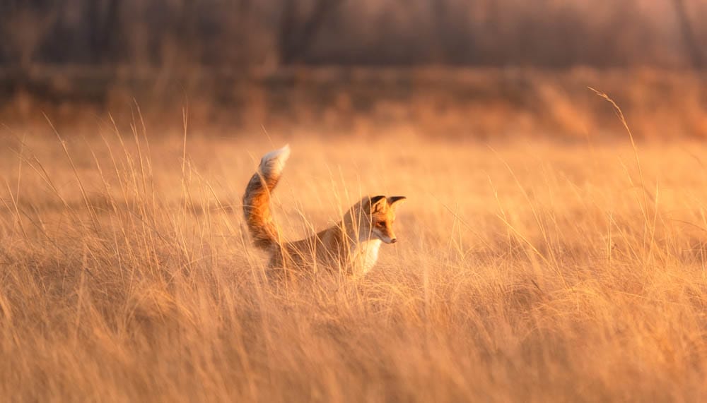 A red furry fox attentively watches its prey in the dry grass in autumn with its tail raised up