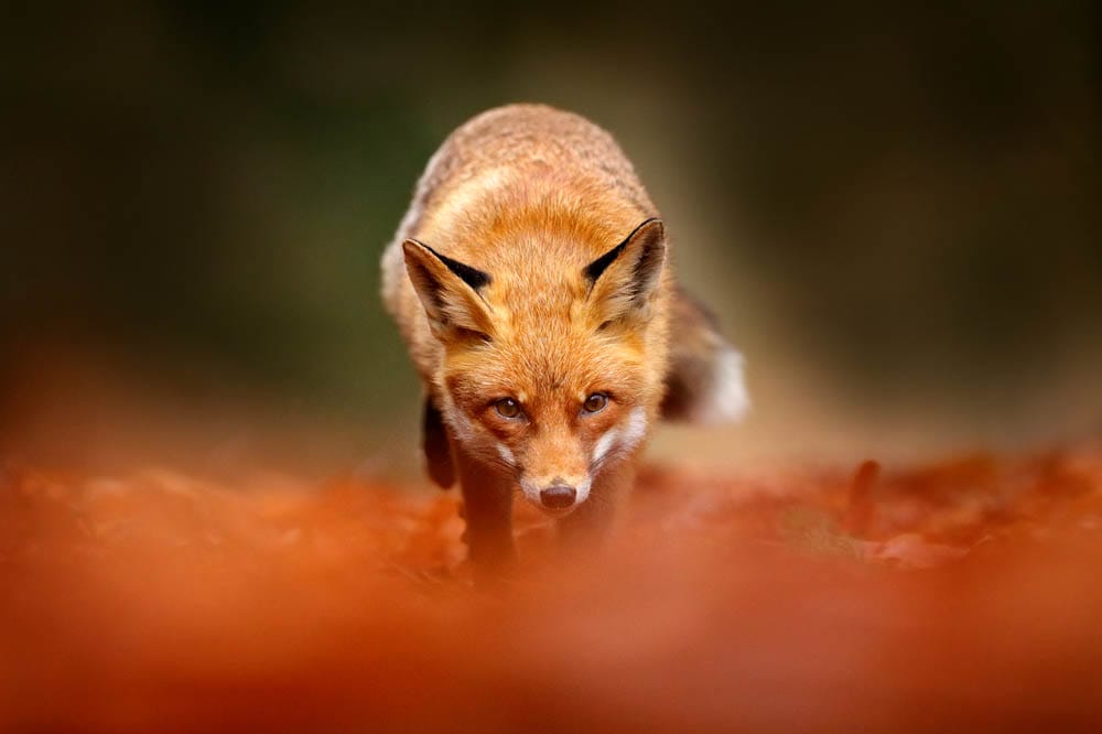 Red fox running on orange autumn leaves. Cute Red Fox, Vulpes vulpes in fall forest. Beautiful animal in the nature habitat. Wildlife scene from the wild nature, Germany Europe. Cute animal in habitat
