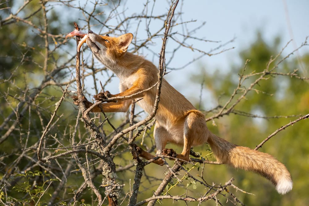 Red fox removes lard from a branch. Vulpes vulpes.