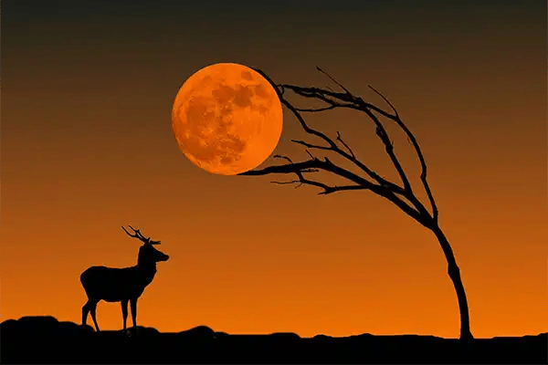an antelope silhouetted against an orange sun next to a bare tree