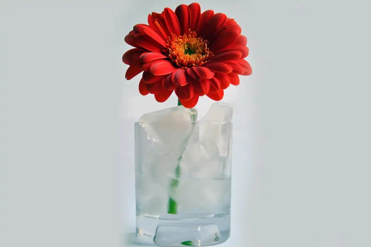 a red flower in a glass of ice