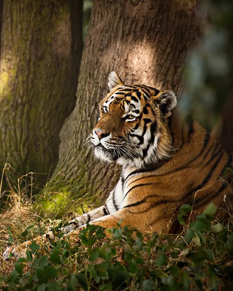 a tiger lying in the shade of a tree