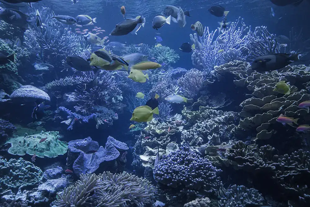 Fish swimming around coral reef