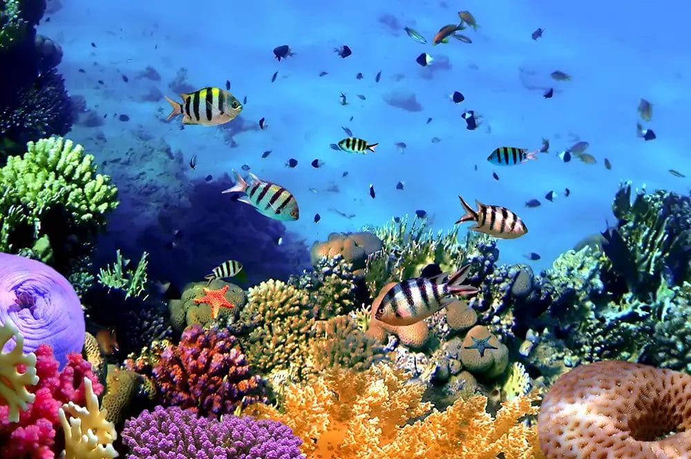 Photo of fish swimming around a coral reef