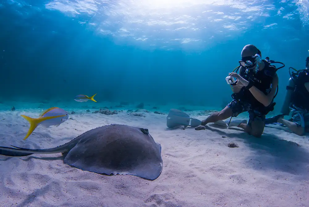 A man taking a photo of a stingray underwater in scuba diving gear