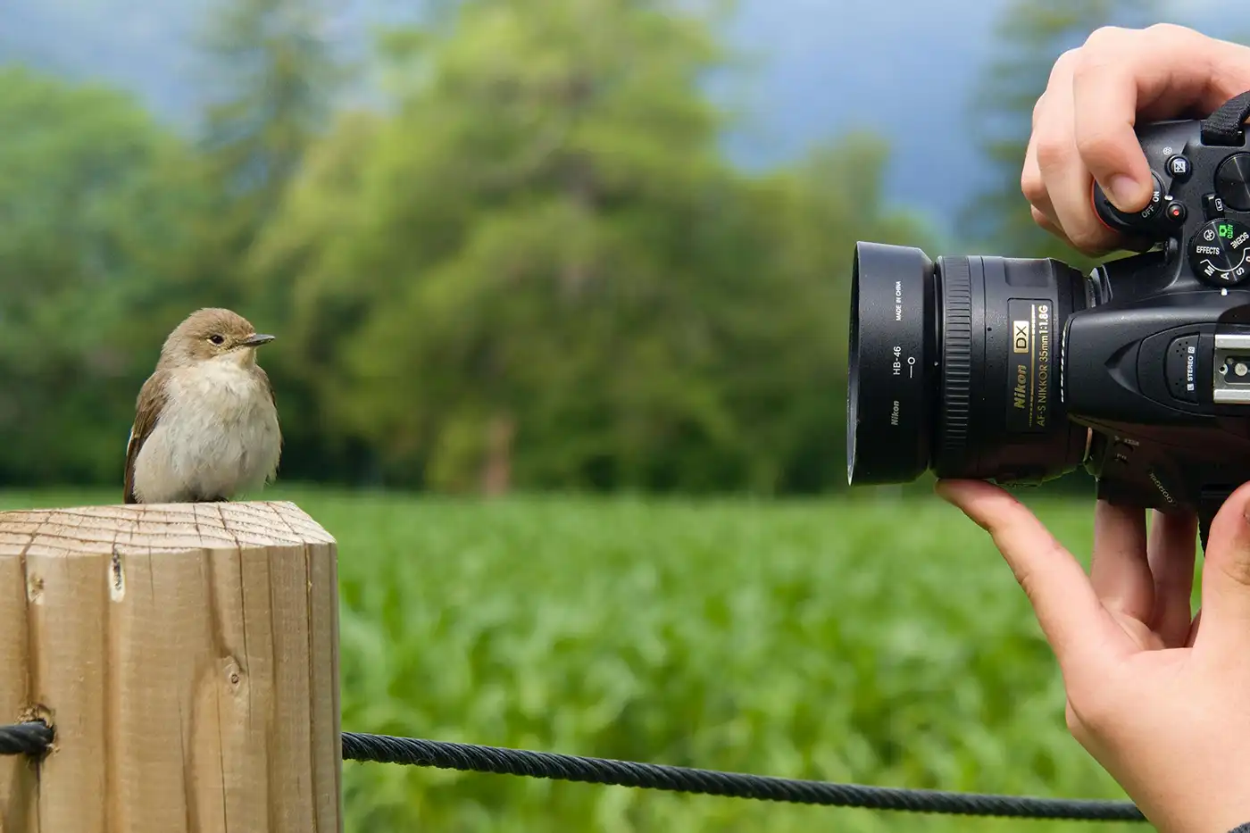 a camera taking a photo of a small bird